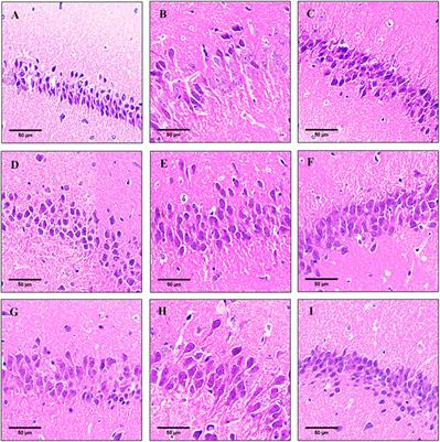 Protective effect of Monarda didymaL. essential oil and its main component thymol on learning and memory impairment in aging mice